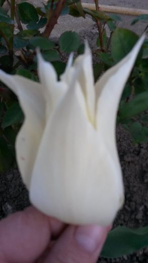  - flori de gradina 2014