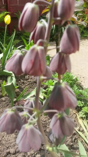 fritillaria - flori de gradina 2014