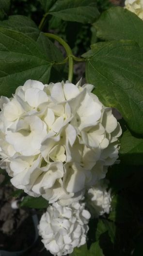  - flori de gradina 2014