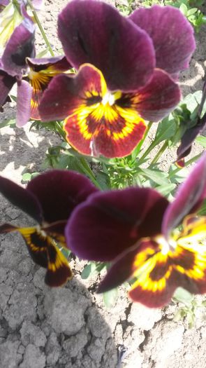  - flori de gradina 2014