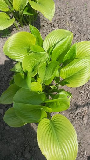 hosta - flori de gradina 2014