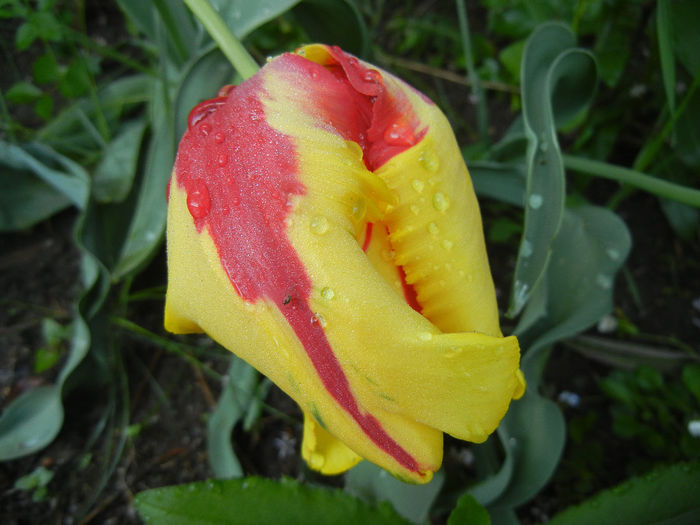 Tulipa Texas Flame (2014, May 01) - Tulipa Texas Flame
