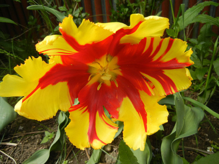 Tulipa Texas Flame (2014, May 02) - Tulipa Texas Flame