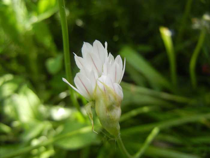 Triteleia hyacinthina (2014, May 02) - TRITELEIA Hyacinthina