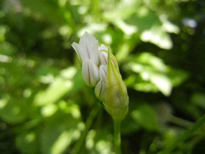 Triteleia hyacinthina (2014, May 02)