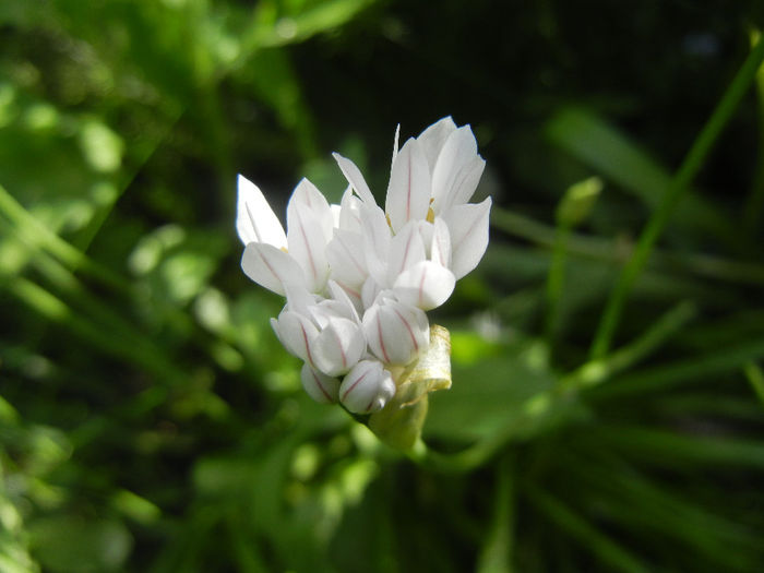Triteleia hyacinthina (2014, May 02) - TRITELEIA Hyacinthina