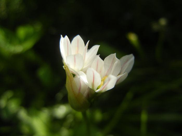 Triteleia hyacinthina (2014, May 02) - TRITELEIA Hyacinthina