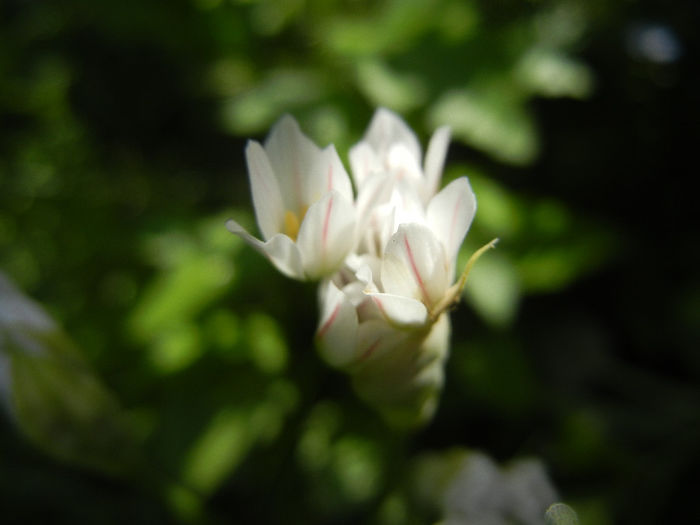 Triteleia hyacinthina (2014, May 02)