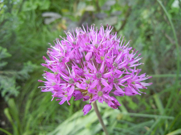 Allium Purple Sensation (2014, May 02) - Allium aflatunense Purple