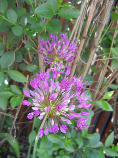 Allium Purple Sensation (2014, May 02) - Allium aflatunense Purple