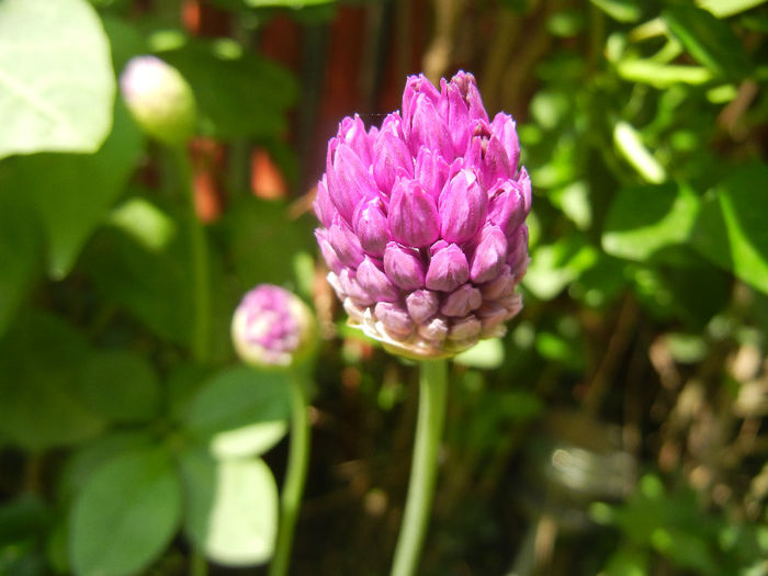 Allium Purple Sensation (2014, May 02) - Allium aflatunense Purple