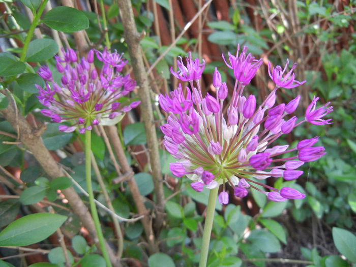 Allium Purple Sensation (2014, May 02) - Allium aflatunense Purple