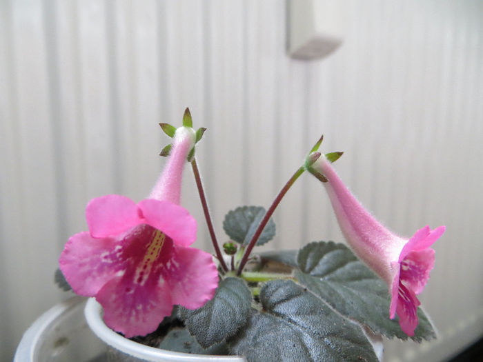  - mini sinningii 2014