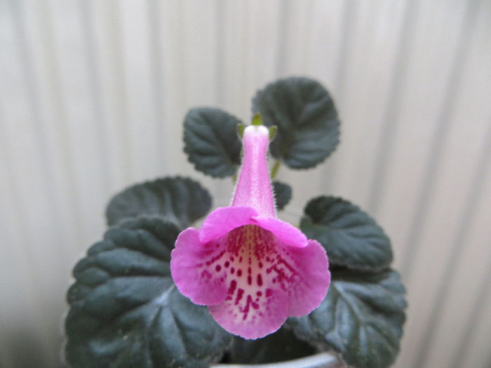 SRG s BLUE TITAN - mini sinningii 2014