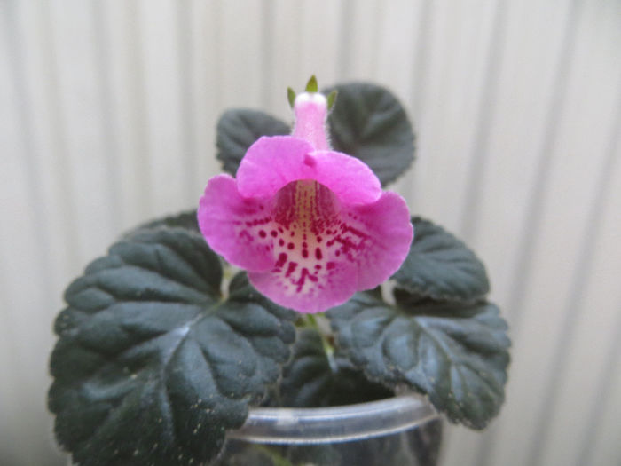  - mini sinningii 2014