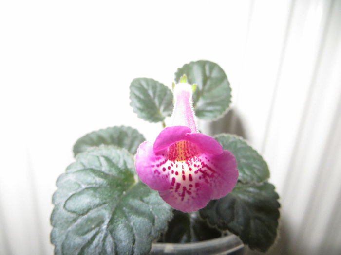  - mini sinningii 2014