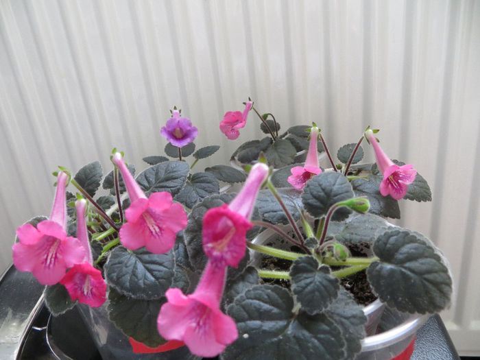 surprize - mini sinningii