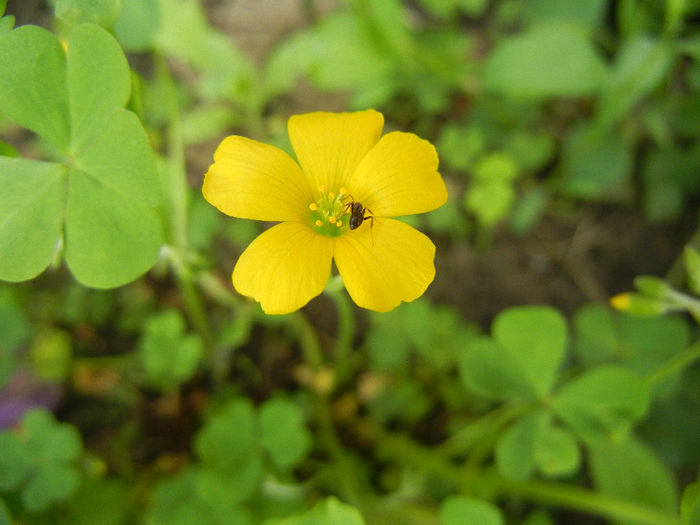 Oxalis stricta (2014, May 02) - Oxalis stricta_Wood Sorrel