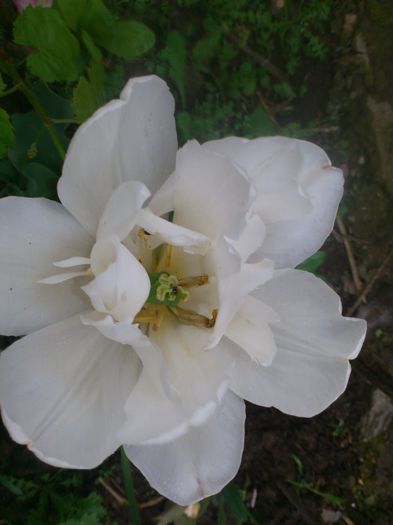 DSC_4531 - Florile mamei 2014