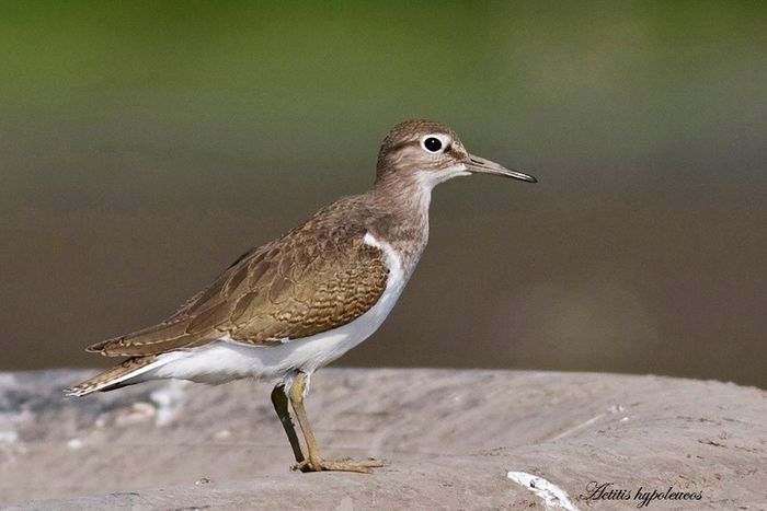 Fluierar de munte - Pasari din RO - imagini individuale