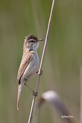 Lacar cafeniu - Pasari din RO - imagini individuale