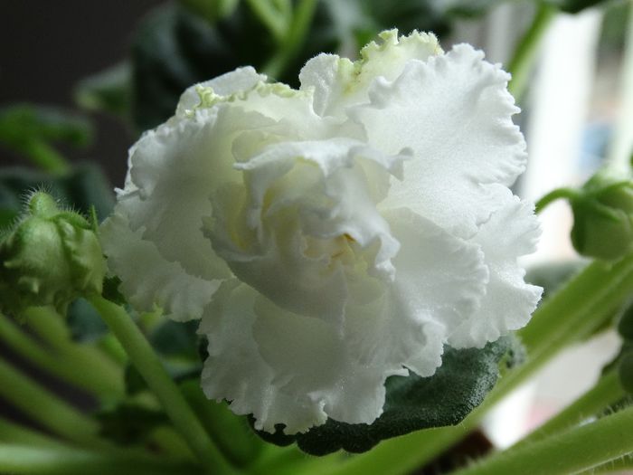 DSC00445 - RS Balerina