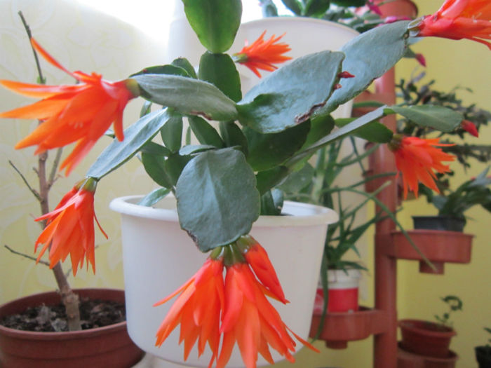  - clivia si rhipsalis 2014