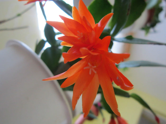  - clivia si rhipsalis 2014