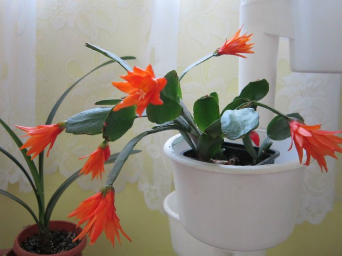  - clivia si rhipsalis 2014