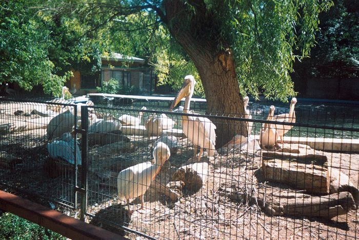 gradina zoologica din Bucuresti