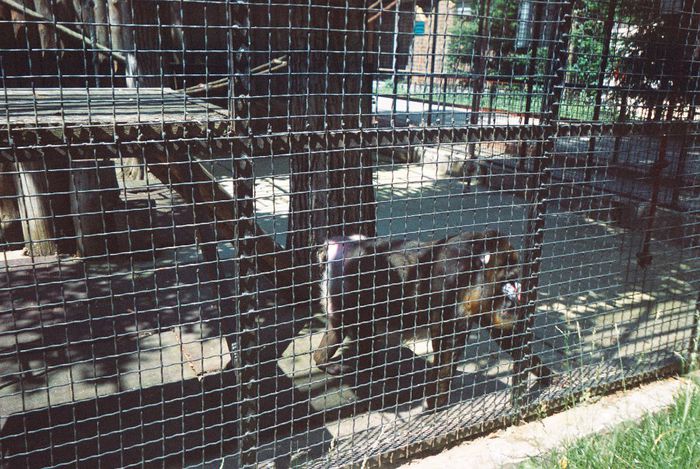 la zoo Baneasa - Bucuresti album 9-urmeaza si alte albume despre Bucuresti