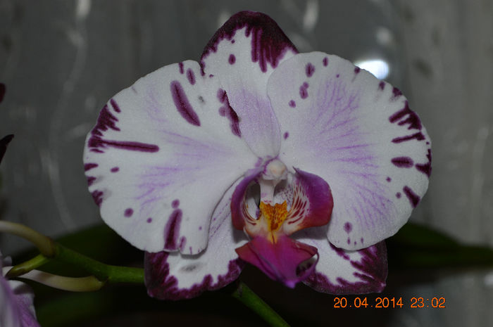 DSC_0138 - Phalaenopsis1