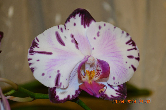 DSC_0139 - Phalaenopsis1