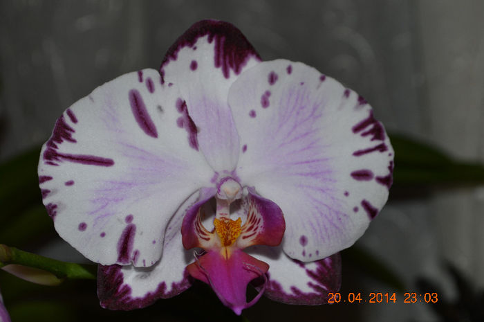 DSC_0141 - Phalaenopsis1