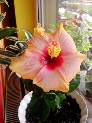 si iar a inflorit......