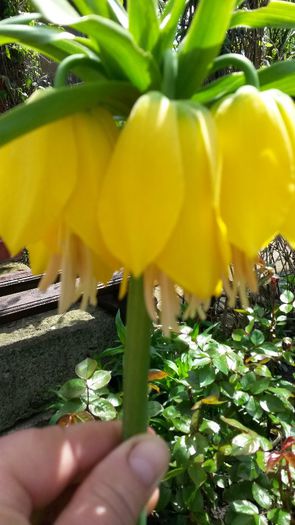 fritillaria Lutea