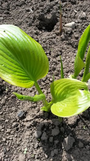 hosta afrodite