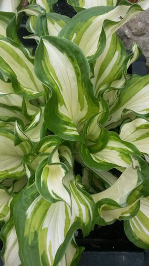 hosta white cristmans