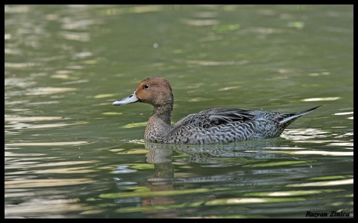 Rata sulitar -femela - Pasari din RO - imagini individuale