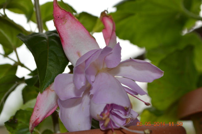 Fuchsia holly's beauty - Fuchsiile mele-2014