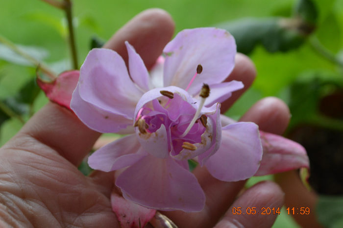 Fuchsia holly's beauty - Fuchsiile mele-2014