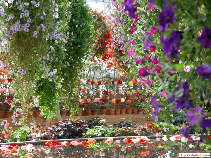 Beautiful Flower Garden