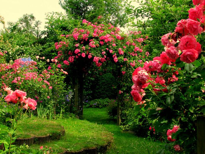 rose-flower-garden3 - prin gradinile altora
