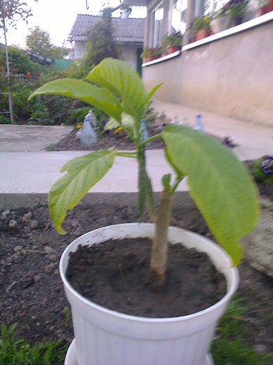 Fotografie0539 - brugmansia de la dl hapy