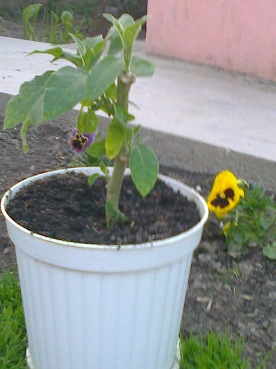 Fotografie0540 - brugmansia de la dl hapy