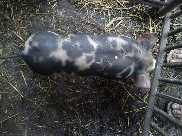 DSC01280 - porci de carne