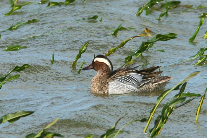 Rata ciriitoare -mascul - Pasari din RO - imagini individuale