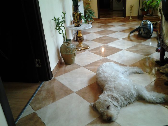 si bineinteles PIPA-suntem la siesta...nu deranjati..