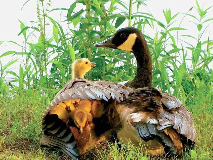 1977356_230043123863164_2382405331168210375_n