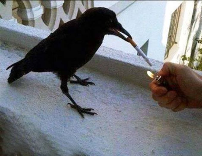 10257005_880280145334971_500911520289328982_n - DE GUSTIBUS  ET COLORIBUS NON DISPUTANDUM